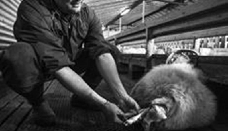 Hugleiðingar um stjórnsýslu landbúnaðarmála