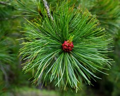 Sembrafura / Lindifura (Pinus cembra / Pinus sibirica)