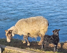 Skipulega haldið utan um feldfjárrækt í Fjárvís