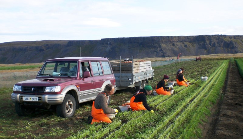 Gulrótunum frá Akurseli seinkar um mánuð