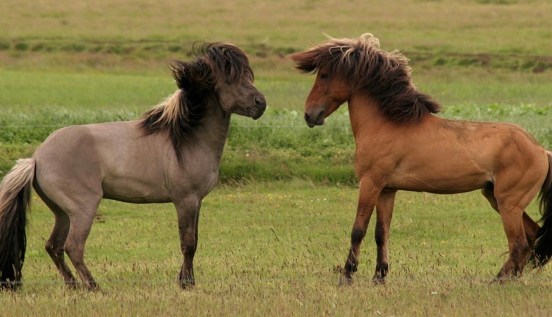 Erfðaauðlind litanna