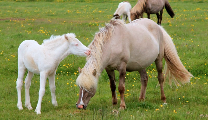 Einstakt litaafbrigði alhvítra hesta komið fram í íslenska hrossastofninum