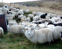 Sæðingar á tímum verndandi arfgerða