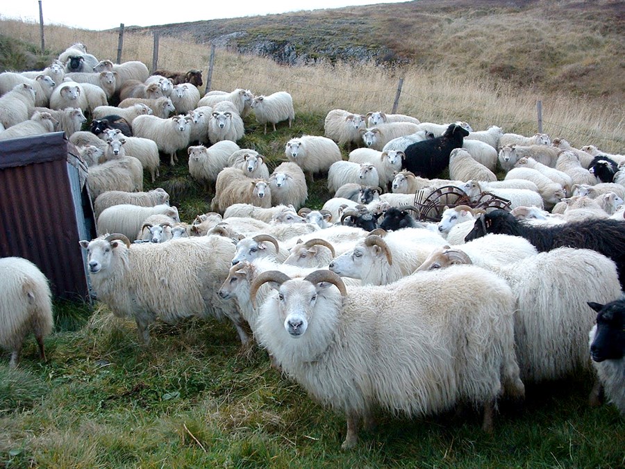 Landbúnaðarháskólinn efnir til endurmenntunarnámskeiðs um sauðfjársæðingar.