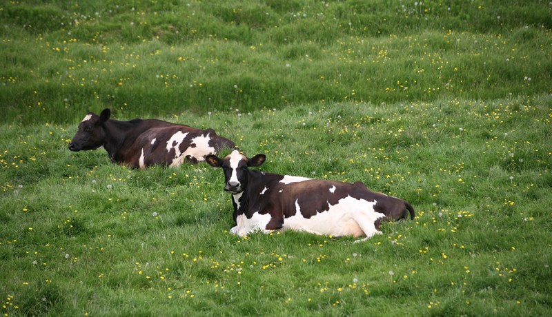Lágmarksverð til kúabænda hækkar um 5,5 prósent
