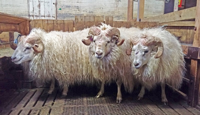 Eitt elsta fjárræktarfélag landsins með þrefaldan sigur