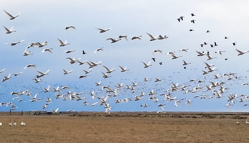 Uppgjöf í kornbændum vegna ágangs fugla