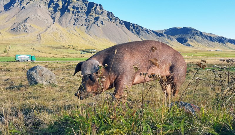 Útigöngusvín á Kjalarnesinu