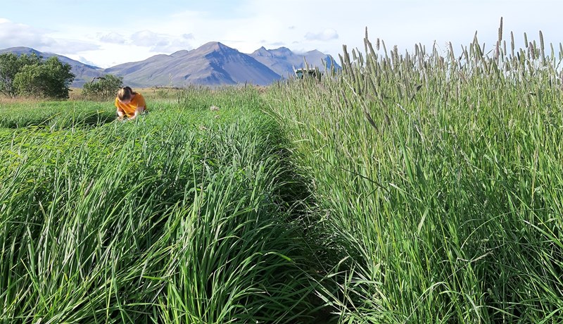 Uppskera og ending eftirsóttra túngrasa fyrir kúabú