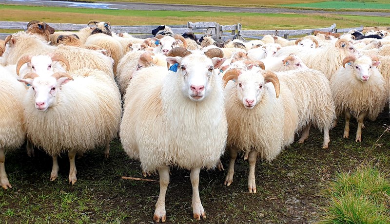 Sauðfjárbændum hefur fækkað um ríflega þriðjung á 40 árum