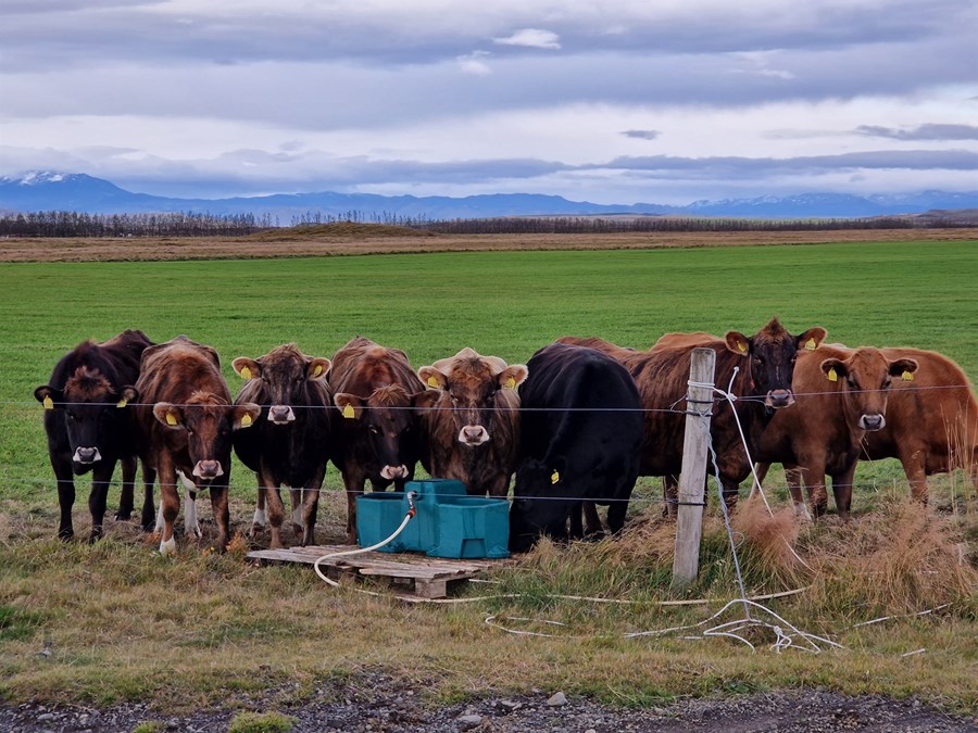 Vinnu lokið við nýjan verðlagsgrundvöll