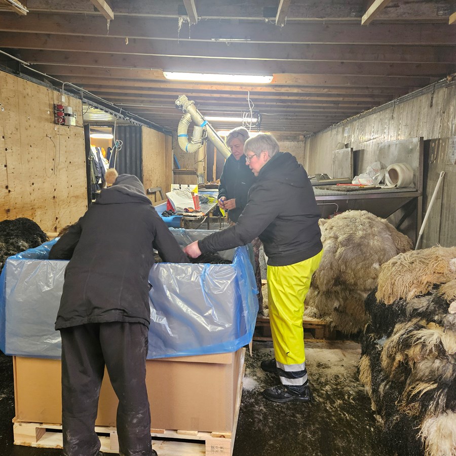 Hólmfríður Þórsdóttir, Holtsmúla, Rangárþingi ytra, Kristbjörg Hilmarsdóttir, Þykkvabæjarklaustri, V-Skaftafellssýslu og Sigurlaug Steingrímsdóttir, Hárlaugsstöðum, Ásahreppi pakka gærum sem sendar voru til Svíþjóðar til vinnslu.