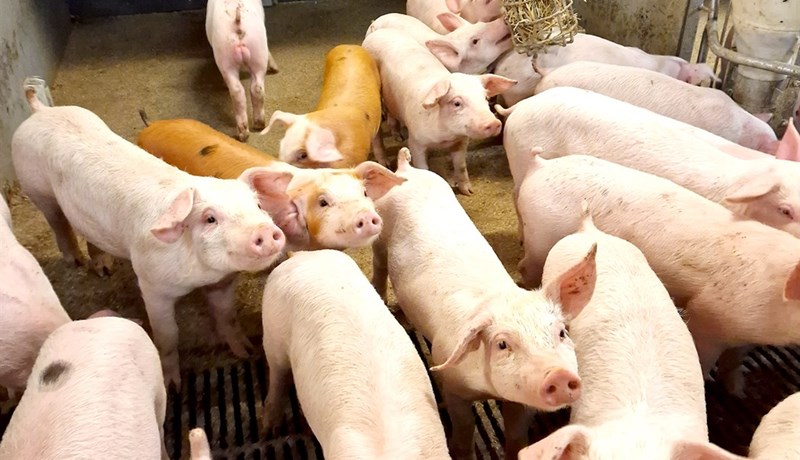 Eftirlit með svínum með því mesta sem framkvæmt er með dýrum