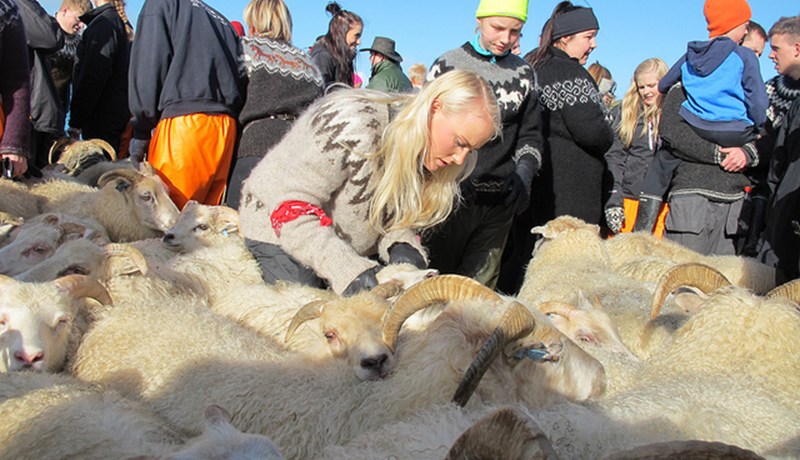 Úttekt á stöðu kvenna í sauðjárrækt