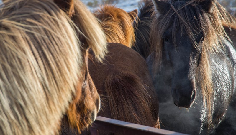 Hrossabændur taka yfir hlut BÍ í Landsmóti
