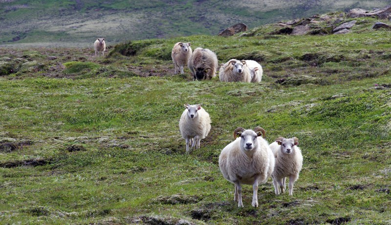 Af samningum og stöðu sauðfjárbænda