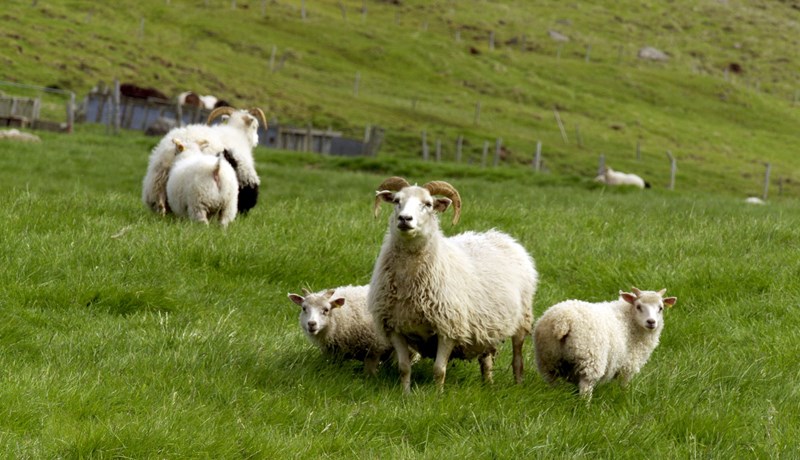 Óttast að skörð verði höggvin í byggðirnar