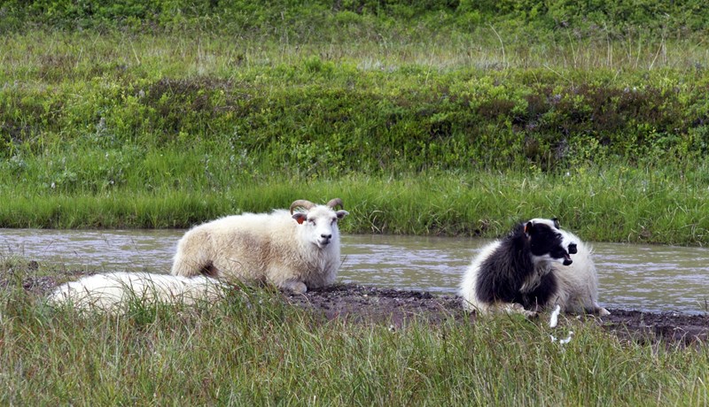 Ekki tekið á birgðavanda