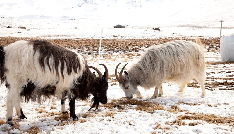 Íslenska geitin samþykkt inn í Presidia