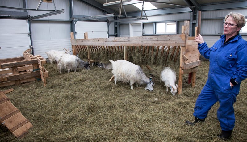 Erfitt aðgengi geitfjárbænda að sláturhúsum