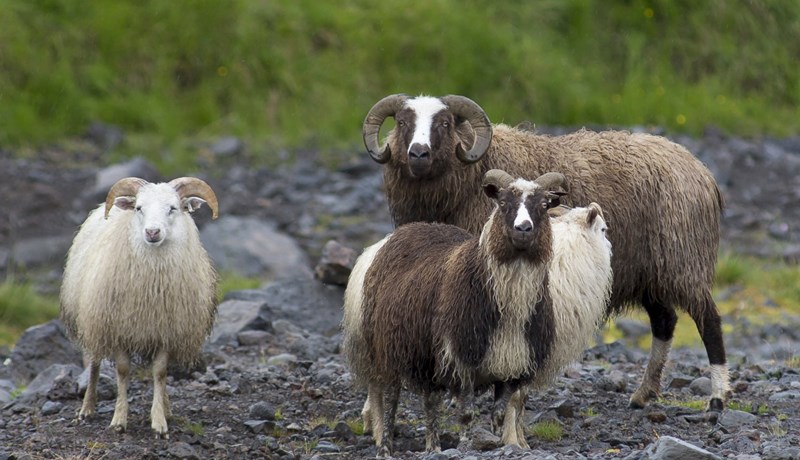 Garnaveiki í sauðfé í Mývatnssveit