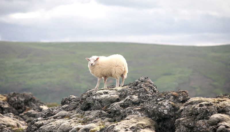 Bitamunur en ekki fjár