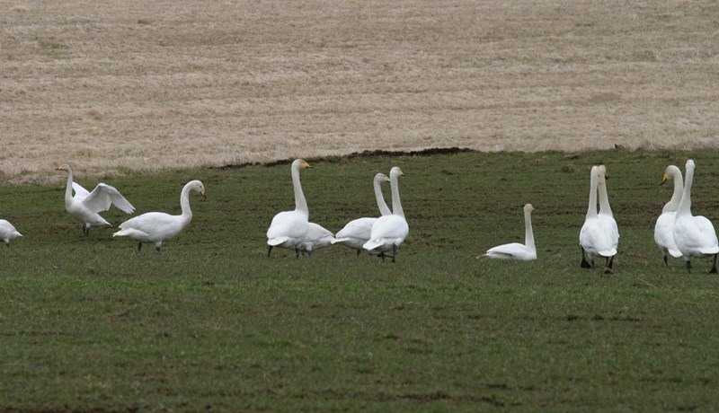 Áríðandi upplýsingar varðandi tjón á túnum
