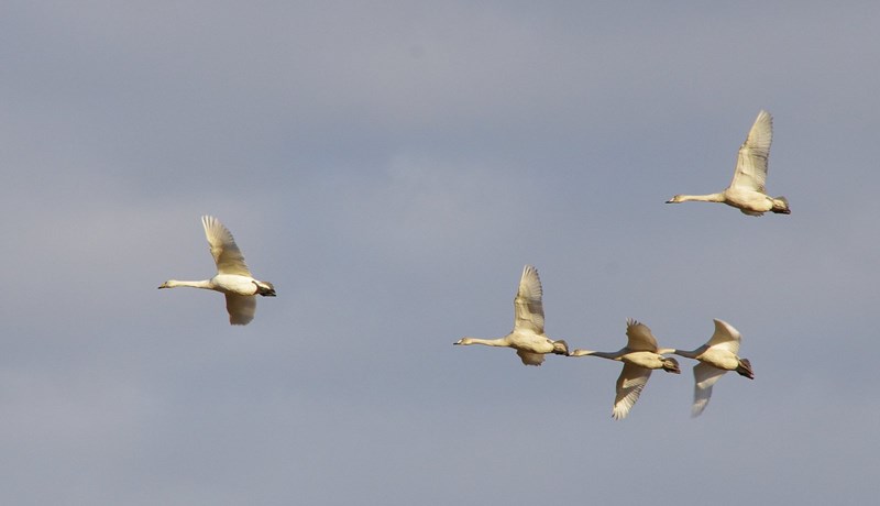 Aðgerðaráætlun í smíðum