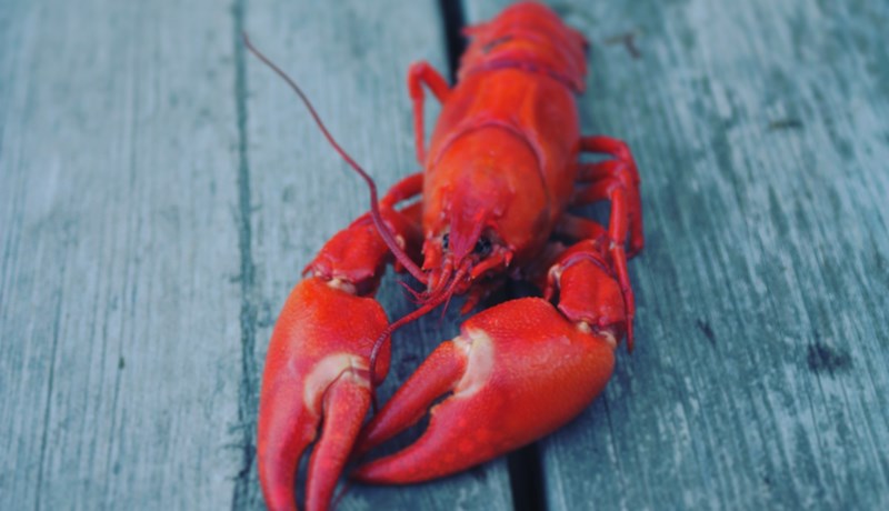 Humarleiðangur Hafró