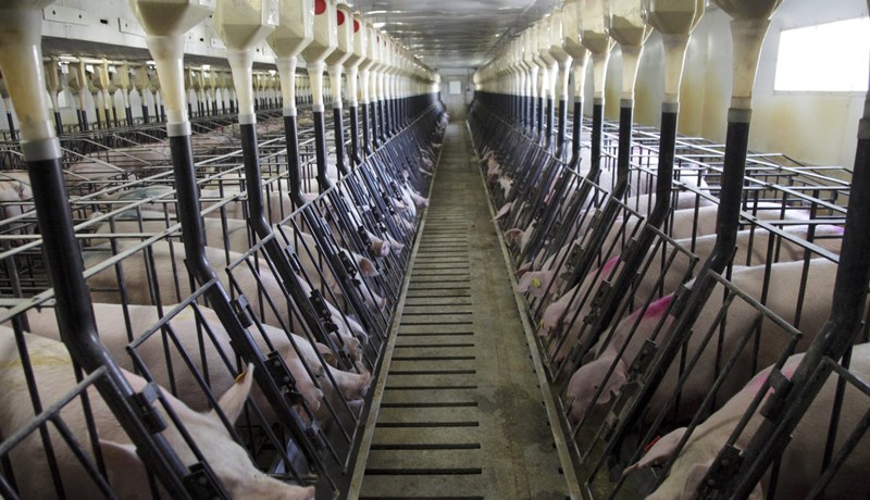 Kínverjar reisa risabú í svínarækt