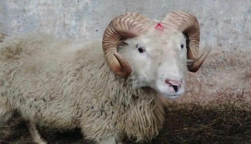 Fimm ARR-ær bættust við á Þernunesi og átta T137-gripir á Árskógsströnd