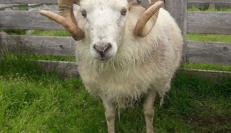 Fyrsta skrefið í átt að ræktun á riðuþolnum stofni