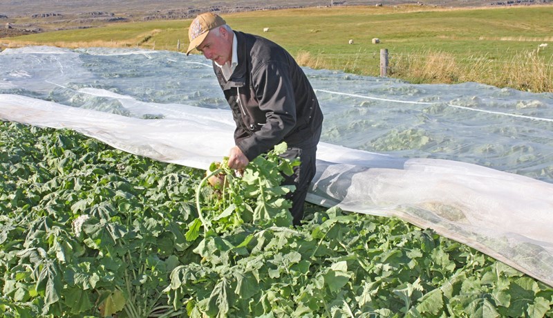Matjurtarækt í stærri stíl hverfandi fyrir austan
