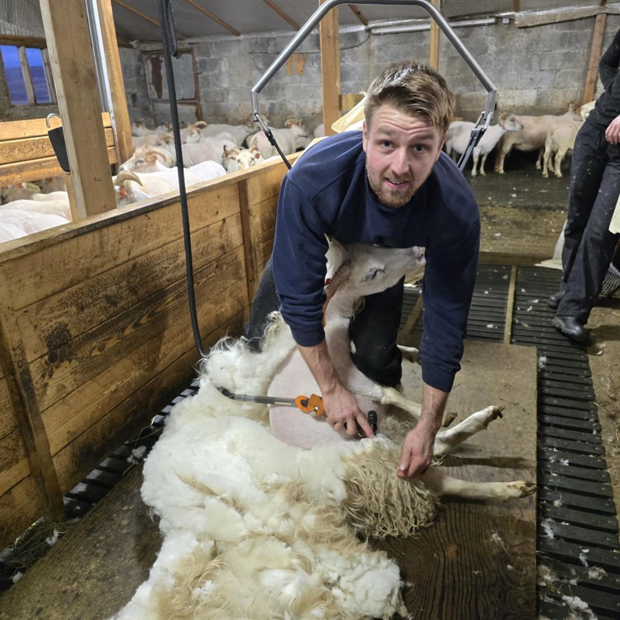 Þegar vel gengur klippir Baldur Stefánsson allt að 35 kindur á klukkutíma.