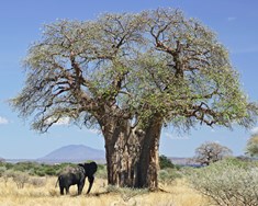 Þúsund ára gömul baobab í Afríku drepast vegna veðurfarsbreytinga