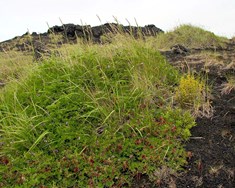 Baunagrasið er vænlegur landgræðslukostur
