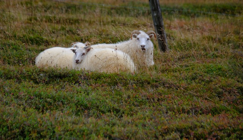 Sauðfjárrækt og gróðurvernd