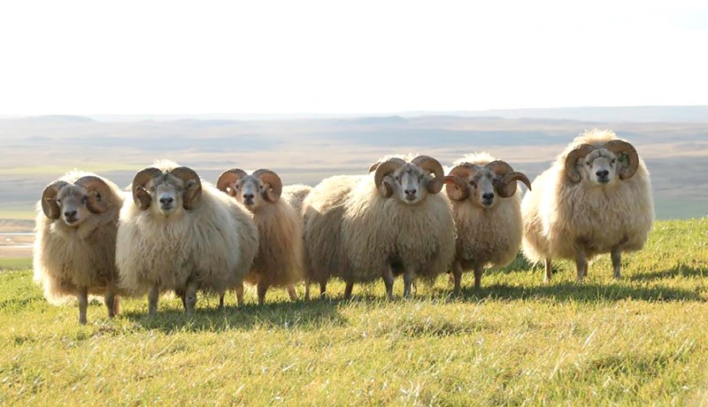 Vantar hvata til að halda áfram