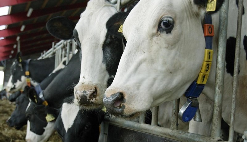 Mjólkurframleiðsla Norðurlandanna dróst örlítið saman í fyrra