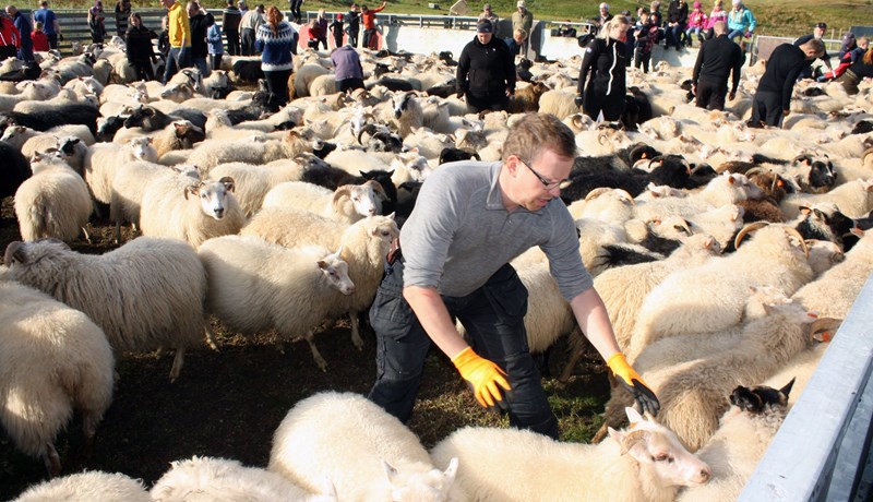 Skilaboð út á markaðinn um hækkun á lambakjöti
