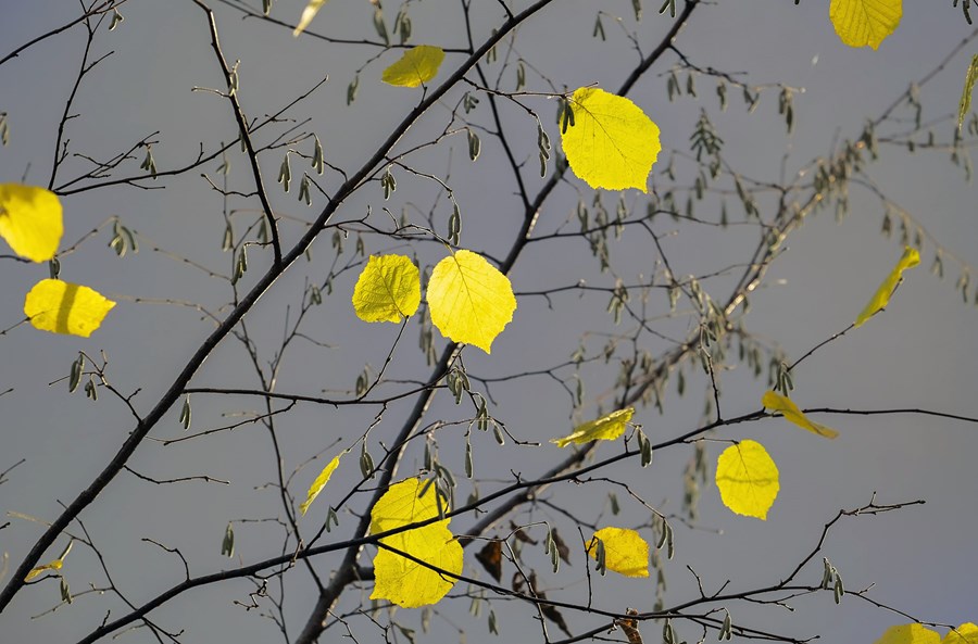 Birki (Betula pubescens) að hausti. Almenningur er hvattur til að safna birkifræi meðan tíðin er þokkaleg.