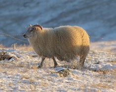 Breytileikinn T137 verði viðurkenndur sem verndandi