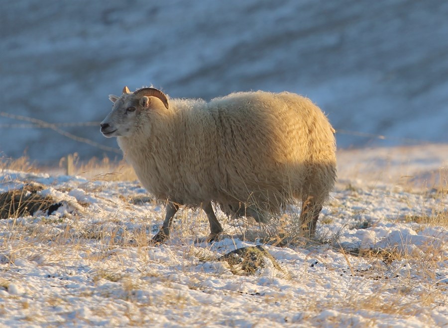 Birta er arfhrein með T137 breytileikann, undan Björk frá Reykjum og Teiti frá Sveinsstöðum.