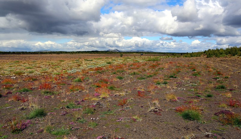 Seyra til uppgræðslu á Hrunamannaafrétti