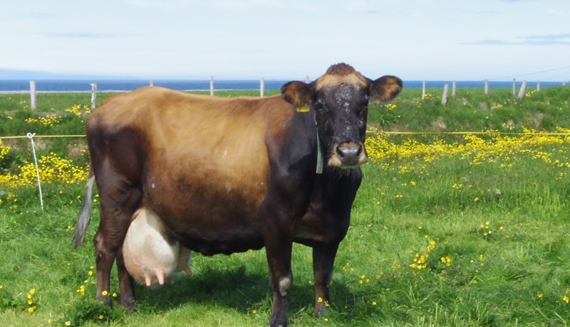 Hefur rofið 100 tonna mjólkurmúrinn