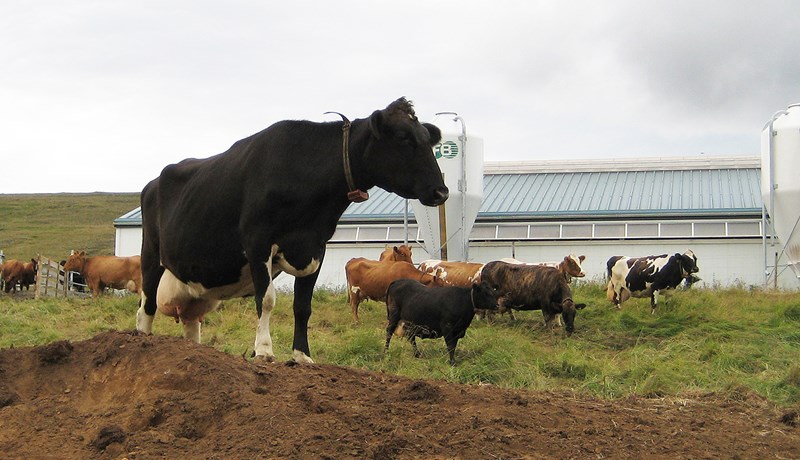 Mikilvægt veganesti fyrir okkur inn í framtíðina