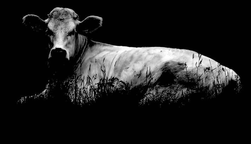 Munur er á nætur- og dagmjólk