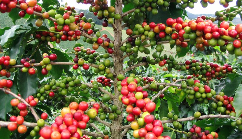 Allt að 18% minni uppskera