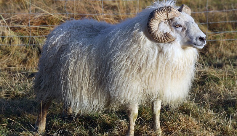 Stórátak í riðuarfgerðagreiningum