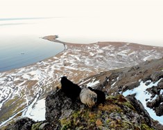 Kindur og lömb við Siglunes í Siglufirði